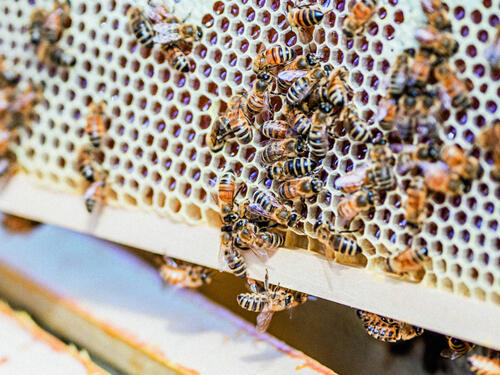 Bienennest Bienennest