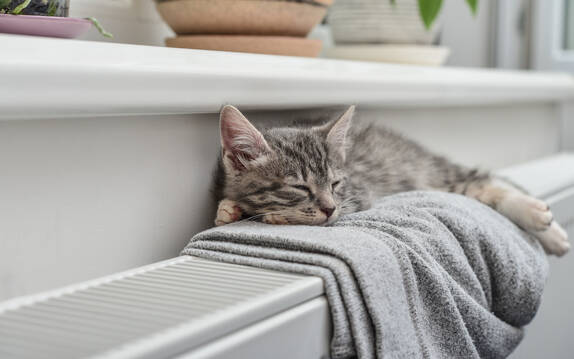 Katze auf Heizung